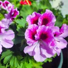 Mixed Geranium Seeds Purple Maple Geraniums Versatile Blooming Garden Plants Shrub Seeds Potted Plants Essential For Gardens Flower Seeds Outdoor Flowers Plants Gardening Nature - 100pcs - 查看 2