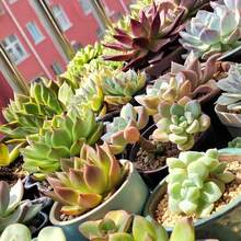 Free Extra 500 Seeds/Assorted Succulents (9-50 Pcs) All Unique Types - Live Plants Plants Live   Vegetable Seeds Seeds Hosta Plants Live Plants Plants Gardening Flower Seeds Plant Flowers For Outside Semillas De Flores Para Sembrar Gardening  All  Live Plants Not Seeds Live Plants  Plants For Outside Mosquito Repellent Outdoor Garden Perennial Plants Seeds For Planting Live Plants  Not Seeds Perennial Flower Seeds Plant Seeds - 16-pack - View 6