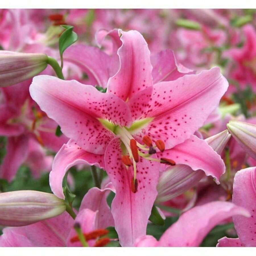 100 seltene rosa Lilienkerne zum Pflanzen von Blumen, dekoriert mit Lilienparfüm