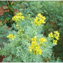 Rue Herb-100 – Elegant Vanilla