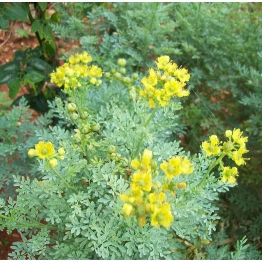 Rue Herb-100 – Elegant Vanilla
