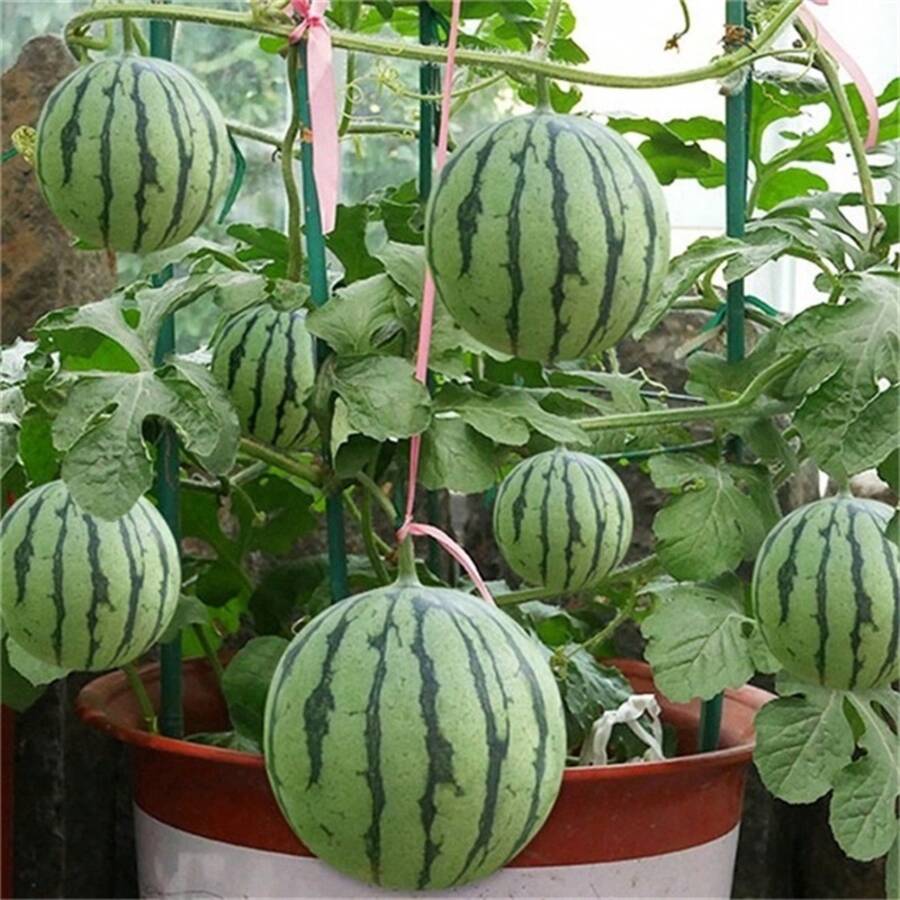 50 Stück Wassermelonenkerne Pflanze Dunkelrote Melonenkerne Outdoor Gartenbau Vielfalt