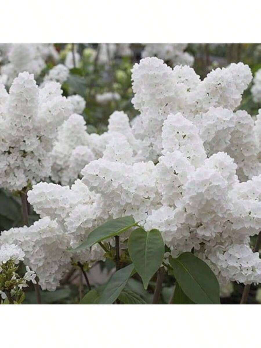 240 White Japanese Lavender Seeds - Extremely Fragrant And Suitable For Home Gardens And Women's Clothing