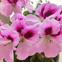 Mixed Geranium Seeds Purple Maple Geraniums Versatile Blooming Garden Plants Shrub Seeds Potted Plants Essential For Gardens Flower Seeds Outdoor Flowers Plants Gardening Nature - 100pcs - 查看 4