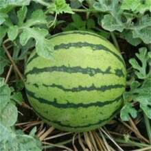 50 Stück Wassermelonenkerne Pflanze Dunkelrote Melonenkerne Outdoor Gartenbau Vielfalt