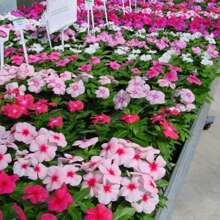 Garden Plant Seeds Flower Seeds Periwinkle Vinca Rosea Dwarf 210/900 Mixed Seeds - Catharanthus Roseus Women's Clothing - 900 - 查看 1