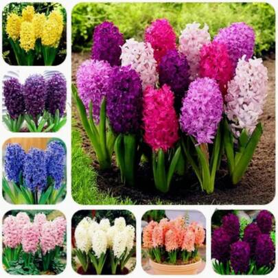 Narcissus Perennial Rare Flower Seeds, Suitable For Home And Garden Use, Valentine's Day Mother's Day And Christmas Gifts