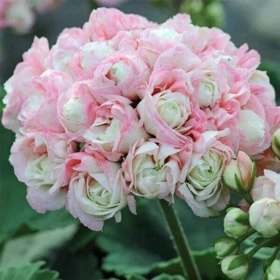 Gift 500Pcs Appleblossom Geranium Seeds ~ Plants ~ Garden ~ Grow Your Own ~