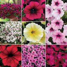 Semillas de Flores de Petunia Raras - Petunias Violetas de Onda Mixta - Semillas de Flores Pelletizadas - Flores para Cestas Colgantes - Semillas Híbridas No Transgénicas para Plantar - 1000 - Ver 2