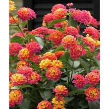 150 Pink Orange Verbena Seeds Flower Seeds Spring Perennial Wildflower - 變體1 - 查看 1