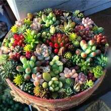 1000 Mixed Succulent Plant Seeds Beautiful Echeveria Plant Seeds Outdoor Flowers Plants Gardening Nature - 1000 - View 1