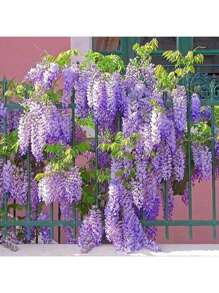 Flower Seed Mix Flower Seed Mix 10 Grape Flower Seeds - Unique Flower Tree For Elderly People, Suitable For Outdoor Decoration, Beautiful Landscaping Decoration, Perfect Gift Choice Succulent Plants Livewomen's Clothing
