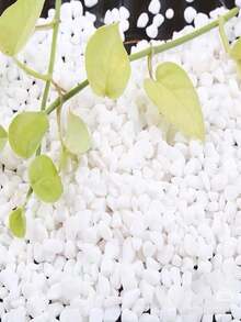 1pc 100g/300g/500g 0.4-0.6cm Ornamental Small Stones For Potted Plants, Natural Pebbles, Aquarium, Flower Pot, Water Plant Decor, Outdoor Garden Decorative Stones, White Pebbles - 0.3-0.6cm/0.12-0.24in - View 6