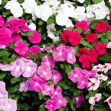 Garden Plant Seeds Flower Seeds Periwinkle Vinca Rosea Dwarf 210/900 Mixed Seeds - Catharanthus Roseus Women's Clothing - 900 - 查看 8