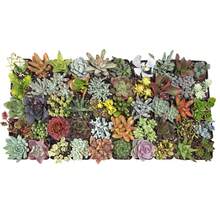 Free Extra 500 Seeds/Assorted Succulents (9-50 Pcs) All Unique Types - Live Plants Plants Live   Vegetable Seeds Seeds Hosta Plants Live Plants Plants Gardening Flower Seeds Plant Flowers For Outside Semillas De Flores Para Sembrar Gardening  All  Live Plants Not Seeds Live Plants  Plants For Outside Mosquito Repellent Outdoor Garden Perennial Plants Seeds For Planting Live Plants  Not Seeds Perennial Flower Seeds Plant Seeds - 16-pack - View 1