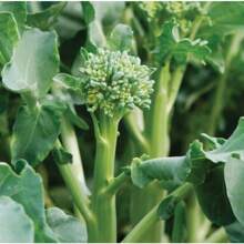 Regalo Insieme 500 Pezzi Di Semi Di Broccoletti, 150 Semi