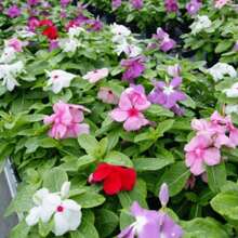 Garden Plant Seeds Flower Seeds Periwinkle Vinca Rosea Dwarf 210/900 Mixed Seeds - Catharanthus Roseus Women's Clothing - 900 - 查看 7
