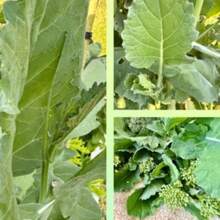 Regalo Insieme 500 Pezzi Di Semi Di Broccoletti, 150 Semi