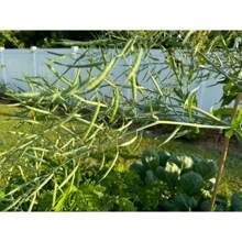 Regalo Insieme 500 Pezzi Di Semi Di Broccoletti, 150 Semi