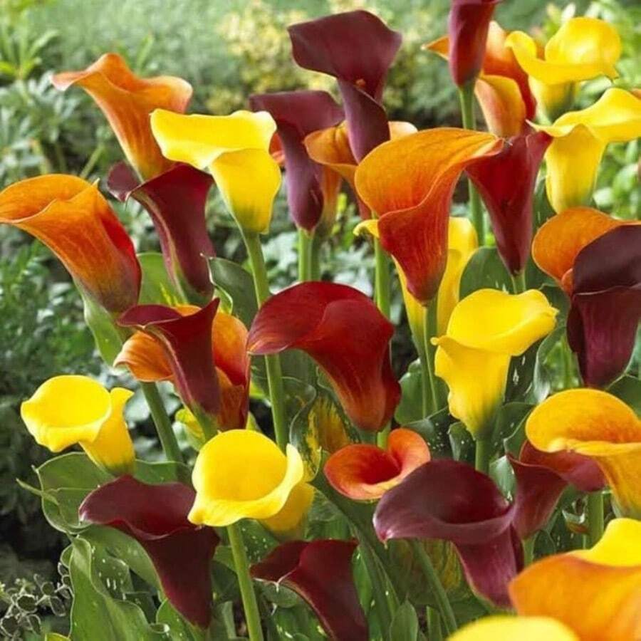 150 bulbos importados de Cala Coloridos, Plantas en maceta, Flores de cuatro años para interiores, Plantas de floración fácil de cultivar, Perennes
