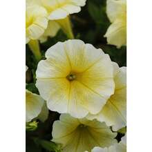 285 Pieces Of Flower Seeds Petunia Seeds Easy Wave Yellow Pellet Seeds