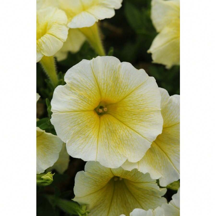 285 Pieces Of Flower Seeds Petunia Seeds Easy Wave Yellow Pellet Seeds