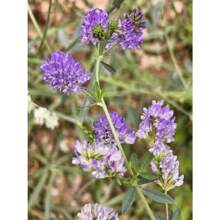 164 Pieces Of Alfalfa Seeds - Easy To Grow, Fast-Growing, High Germination Rate, Ideal For Garden Enthusiasts Creating Lush, Nutrient-Rich Gardens, Meadows, Or Cover Crop Solutions. Ideal For Soil Health And Attracting Beneficial Insects.
