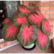 188 Pieces Of Colorful Shuiguanyin Seeds, Outdoor Perennial Flower Seeds, Perennial Ground Cover Plant Seeds, Creeping Lawn Seeds, Outdoor Indoor Plants, Planted Flower Seeds, Herb Seeds, Vegetable Seeds, Fruit Seeds, Garden Plant Seeds, Local Delivery