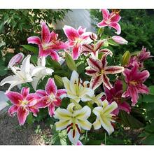 100 Mixed Oriental Lily Seeds - Fragrant Flowers - 100 - View 2