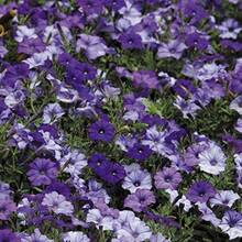 Semillas de Flores de Petunia Raras - Petunias Violetas de Onda Mixta - Semillas de Flores Pelletizadas - Flores para Cestas Colgantes - Semillas Híbridas No Transgénicas para Plantar - 1000 - Ver 3