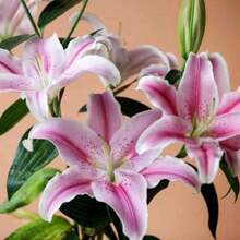 100 seltene rosa Lilienkerne zum Pflanzen von Blumen, dekoriert mit Lilienparfüm