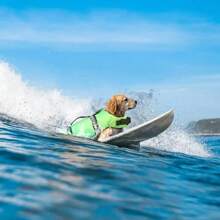 Reflecterend hondenreddingsvest, verstelbaar, zomers, zwemvest voor grote honden, surfen, zeilboot, verbeterd drijfvermogen, reflecterend hondenreddingsvest voor veilig spelen in het water en op zee