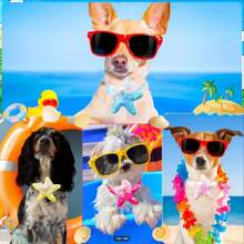 5 Stück bunte Seestern Fliegen für Haustiere - mit glitzernden Pailletten und Perlen Dekor, Hundehalsband, Katzenhalsband, geeignet für Hunde und Katzen, lustige Sommer Zubehör für Haustiere, Haustierbedarf (zufällige Stile und Farben)