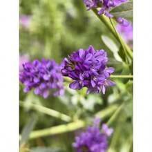 164 Pieces Of Alfalfa Seeds - Easy To Grow, Fast-Growing, High Germination Rate, Ideal For Garden Enthusiasts Creating Lush, Nutrient-Rich Gardens, Meadows, Or Cover Crop Solutions. Ideal For Soil Health And Attracting Beneficial Insects.