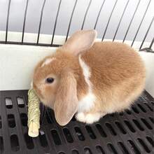 1 pieza Rollo de hierba tejida para mascotas, juguete para masticar, aperitivo, hierba de agua tejida, apto para conejos, cobayas, hámsters