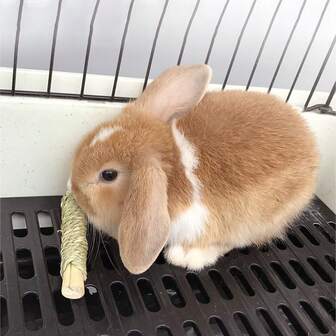 1pc Pet Woven Grass Roll, Chew Toy, Snack, Woven Water Grass, Suitable For Rabbits, Guinea Pigs, Hamsters