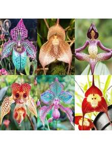 200 Pieces Of Mixed Monkey Orchid Seeds For Planting - Exotic Monkey Orchid Flower Seeds - Perennial Flower Seeds - Easy To Grow Outdoor Garden Orchid Plants