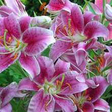 100 seltene rosa Lilienkerne zum Pflanzen von Blumen, dekoriert mit Lilienparfüm
