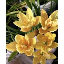 210pcs Seeds Rain Lotus Bulbs - 210 - View 2