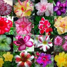 Flower Seeds - 50PCS - View 3