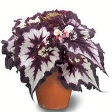 Farbige Toroiden Samen ca. 100 Samen Pflanzen Hausgarten Hof 9 selektive Farben Begonienblume
