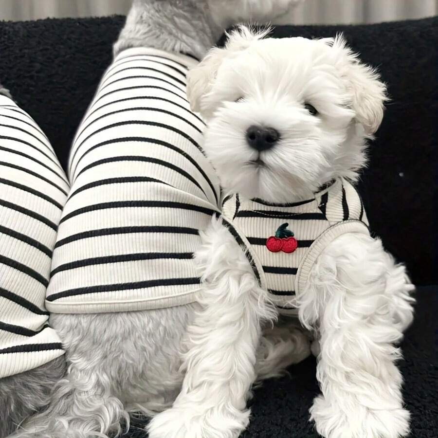 小型犬狗狗衣服 - 可爱樱桃条纹背心，轻便透气小狗服装，适合吉娃娃、马耳他犬、博美犬、约克夏犬，春夏秋季时尚宠物服装，米色/白色