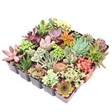 Free Extra 500 Seeds/Assorted Succulents (9-50 Pcs) All Unique Types - Live Plants Plants Live   Vegetable Seeds Seeds Hosta Plants Live Plants Plants Gardening Flower Seeds Plant Flowers For Outside Semillas De Flores Para Sembrar Gardening  All  Live Plants Not Seeds Live Plants  Plants For Outside Mosquito Repellent Outdoor Garden Perennial Plants Seeds For Planting Live Plants  Not Seeds Perennial Flower Seeds Plant Seeds - 16-pack - View 8