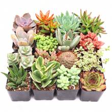 Free Extra 500 Seeds/Assorted Succulents (9-50 Pcs) All Unique Types - Live Plants Plants Live   Vegetable Seeds Seeds Hosta Plants Live Plants Plants Gardening Flower Seeds Plant Flowers For Outside Semillas De Flores Para Sembrar Gardening  All  Live Plants Not Seeds Live Plants  Plants For Outside Mosquito Repellent Outdoor Garden Perennial Plants Seeds For Planting Live Plants  Not Seeds Perennial Flower Seeds Plant Seeds - 16-pack - View 2