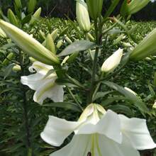 100 Gigli blu, varietà antica, non OGM, fiori unici che sono ottimi come fiori da recidere e possono essere utilizzati anche in composizioni floreali. Piantali in terreni, foreste, ruscelli, stagni, sentieri o vialetti per godere dei gigli blu.