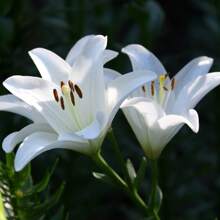 100 Gigli blu, varietà antica, non OGM, fiori unici che sono ottimi come fiori da recidere e possono essere utilizzati anche in composizioni floreali. Piantali in terreni, foreste, ruscelli, stagni, sentieri o vialetti per godere dei gigli blu.