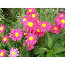 100 Robinsons Painted Daisy Flower Seeds - Variant1 - View 2