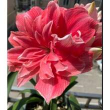 2 Amaryllis Vittata Bulbs FW95210-38 - Variant1 - View 1