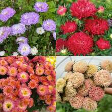 5000+ China Aster Large Flower Mix Seeds, Amazing Home Garden Flowers, Non-GMO Heirloom Garden, Beautiful Flowers, Good For Container Planting, High Germination Rate, Attracts Bees And Pollinators, Widely Used By Floral Designers - 1200+混合 - 查看 4
