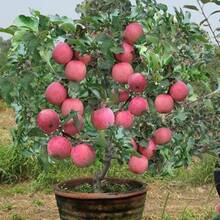 Dwarf  Honey Crispy Apple Tree Seeds 50 - 50 - View 2